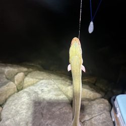 ★★巨大うなぎ現れる★★