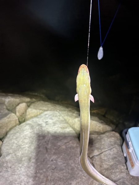 ★★巨大うなぎ現れる★★