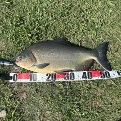 ★★アマゾンの怪魚とバトル★★