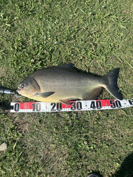 ★★アマゾンの怪魚とバトル★★