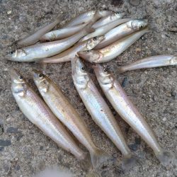 播磨新島のキス調査