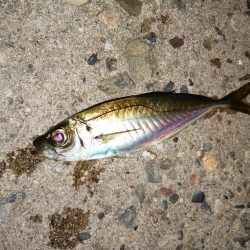 久しぶりのつ抜け