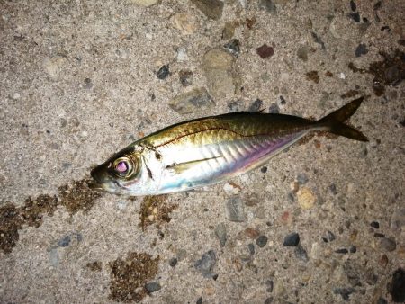 久しぶりのつ抜け