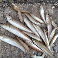 播磨新島のキス