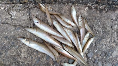 播磨新島のキス