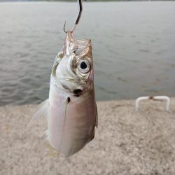 金沢港アジ必勝法