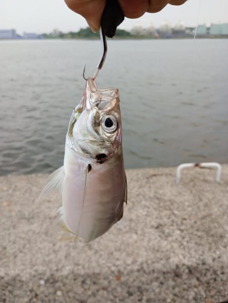 金沢港アジ必勝法