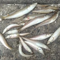 播磨新島のキス釣査