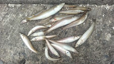 播磨新島のキス釣査