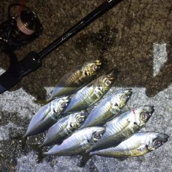 雨の止みまにアジング