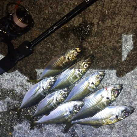 雨の止みまにアジング