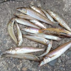 播磨新島釣行１８