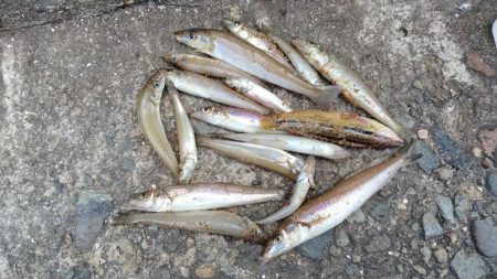 播磨新島釣行１８