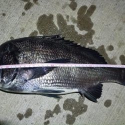 2024/07/19 南港ヘチ釣り釣行