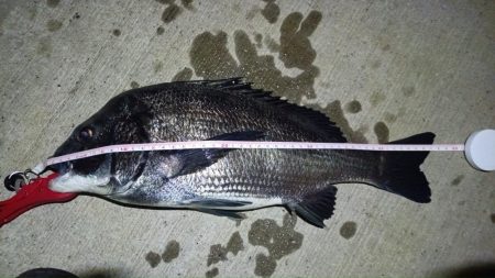 2024/07/19 南港ヘチ釣り釣行