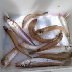 播磨新島釣行19