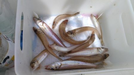 播磨新島釣行19