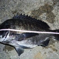 2024/07/20 南港ヘチ釣り釣行