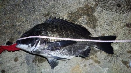 2024/07/20 南港ヘチ釣り釣行