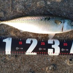 神戸空港、メタルジグで大サバ×2匹