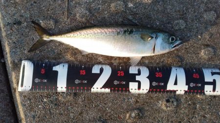 神戸空港、メタルジグで大サバ×2匹