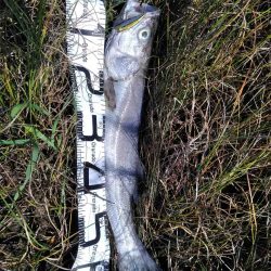 60シーバス　マゴチ