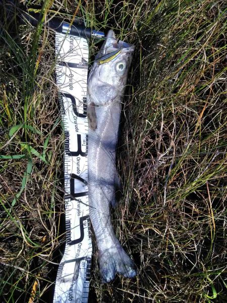 60シーバス　マゴチ