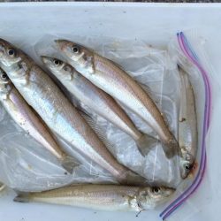 播磨新島釣行２０