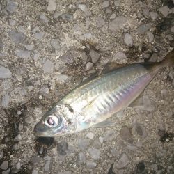 まずまずの反応