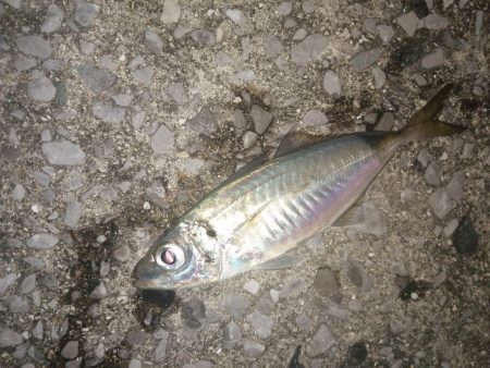 まずまずの反応