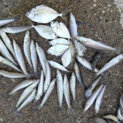 シーズ初の津居山釣行