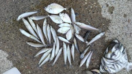 シーズ初の津居山釣行