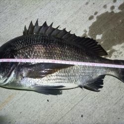 2024/07/28 南港ヘチ釣り釣行