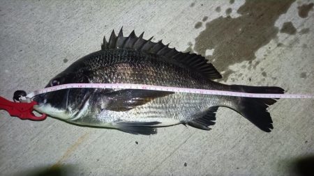 2024/07/28 南港ヘチ釣り釣行