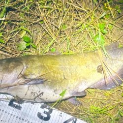 週末の増減水で