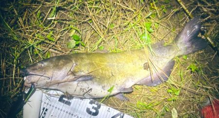 週末の増減水で