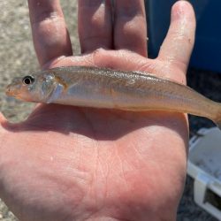 型は小さいがよく釣れる。ただしポイントにより若干ムラがあるみたい。