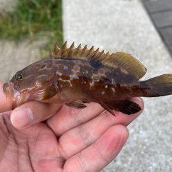 魚種は豊富だが型が小さい。ライトゲームは楽しめる