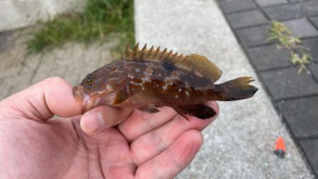 魚種は豊富だが型が小さい。ライトゲームは楽しめる