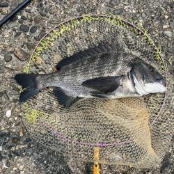 雨の後の川濁り