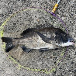 灼熱の中、黒鯛