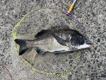 灼熱の中、黒鯛