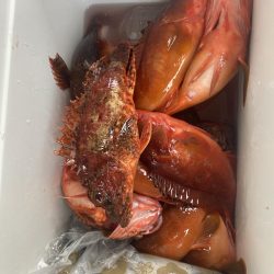 カヤックでアカハタ祭り