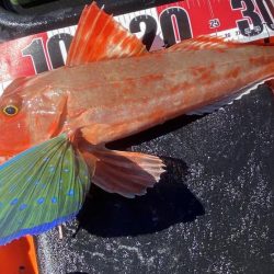 カヤックでほうぼう