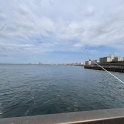 全方向イワシさん