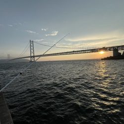 サビキ御三家回遊中