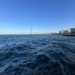 イワシ　ゴミ多め