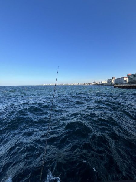 イワシ　ゴミ多め