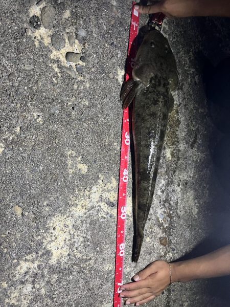 夜中釣りで巨大マゴチきました。