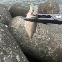 恐るべしジグサビキ